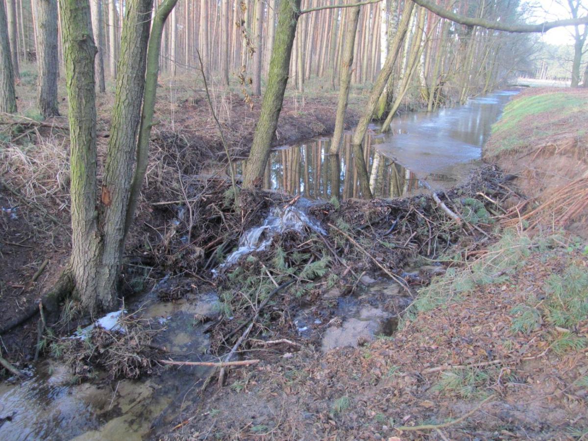 Gasthaus Und Pension Zum Biber Steckby Kültér fotó